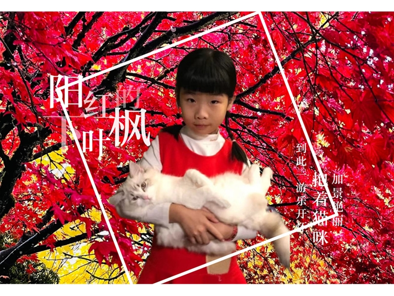 枫叶树下