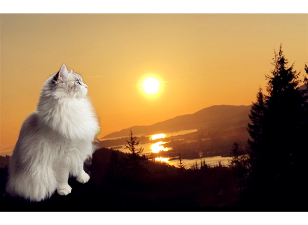 猫的专栏（请点击）