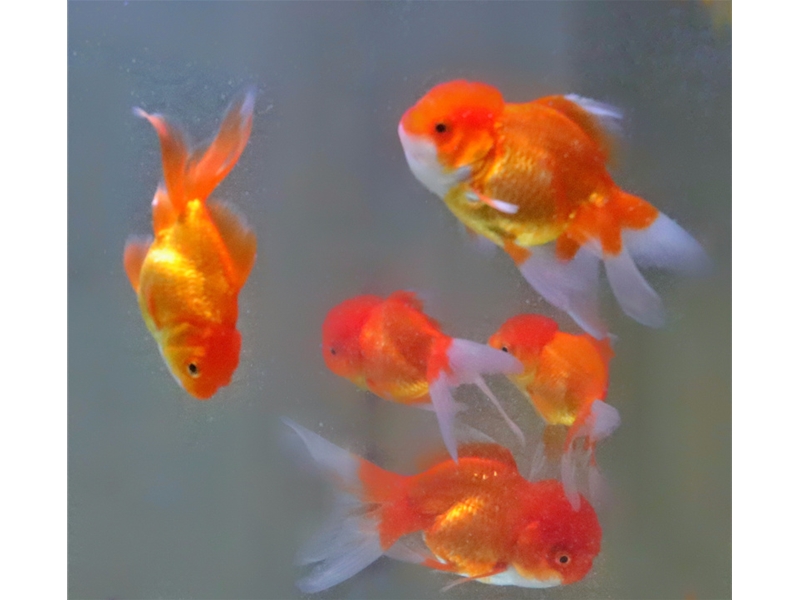 相依相存