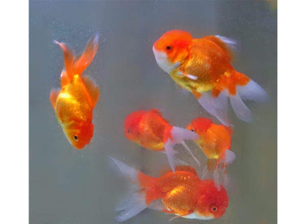 相依相存